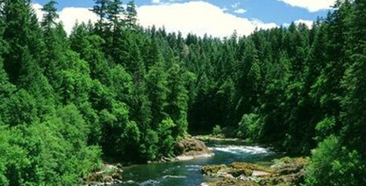 植树造林，人人动手，护林防火，有你有我。